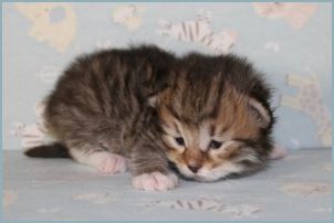 Male Siberian Kitten from Deedlebug Siberians